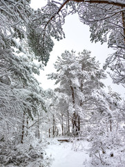 Winter in the forest 13