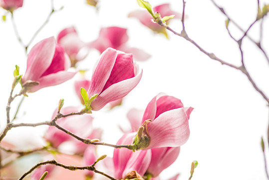 Fototapeta white, pink and purple chinese magnolia flowers on a tree on a blue sky background