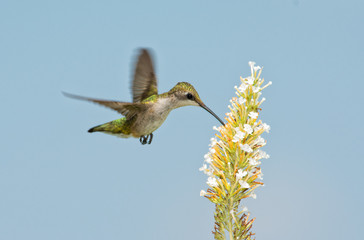 Ruby-throated Hummingbird feeding on white flowers of a Buddleia, against clear blue summer skies