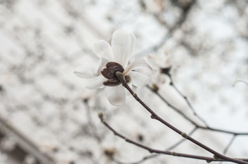 closeup of white magnolia grandifolia flowers at spring