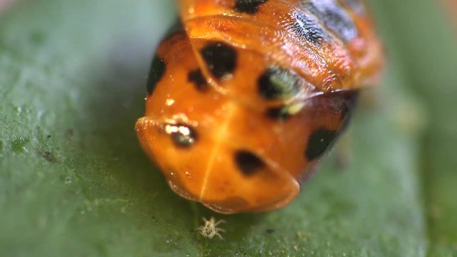 Insect macro: Second instar likeness Ladybug beetle bug on green leaf Eukarya, Coleoptera, Polyphaga, Cucujoidea, Coccinellidae