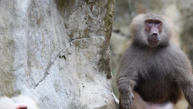 Baboons playing and fighting with each other
