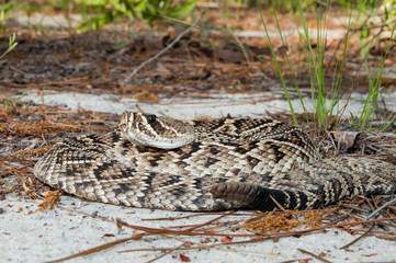 Eastern Diamondback Rattlesnake (Crotalus adamanteus)