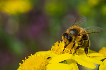 Bee on yellow flowe