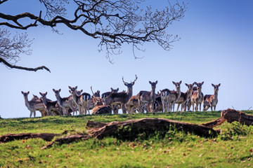 Fallow Deer Alert