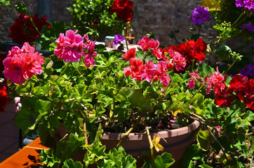 Fototapeta na wymiar Colorful blooming geranium plants in a flowerpot in the garden on sunny day. Pelargonium flowers.Selective focus.