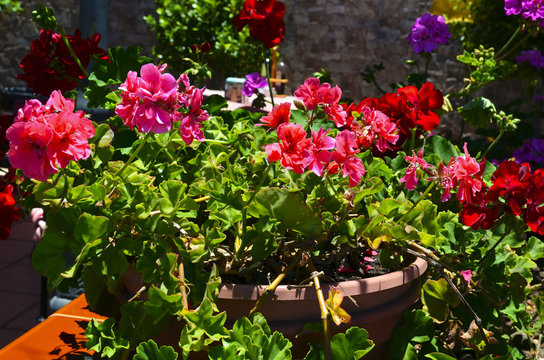 Colorful blooming geranium plants in a flowerpot in the garden on sunny day. Pelargonium flowers.Selective focus.