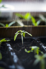 Tomato sprout in a pot with soil during irrigation with water.