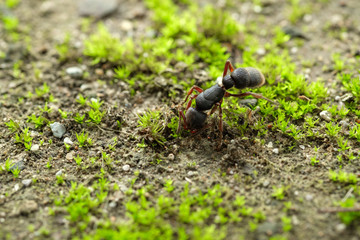ant on the ground
