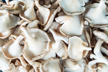 The fresh mushrooms were harvested in the market