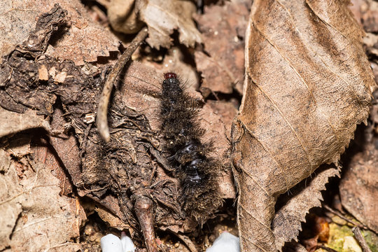 black hairy caterpillar