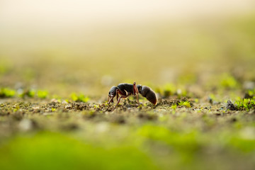 ant on the ground