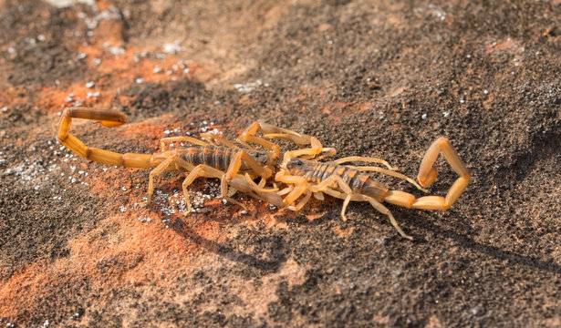 Two Striped Bark Scorpions engaged in promenade a deux, a mating dance, with male holding the female by the pincers