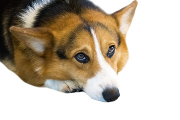 Pembroke Welsh Corgi isolate on white background,front view , technical cost-up.Clipping path