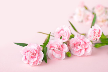 Fototapeta premium mothers day backgrounds, pink carnations on the pink background
