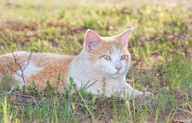 White and ginger tomcat lying in spring grass, looking to the right of the viewer, backlit by evening sun