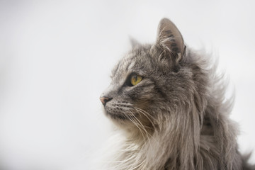 Norwegian forest cat