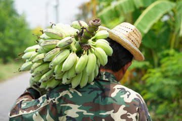Farmer carrying of green bananas © Naypong Studio