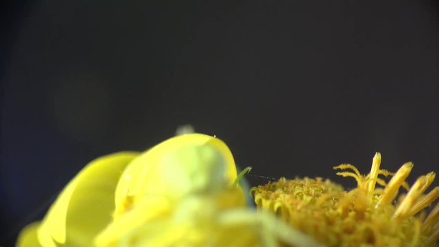 Insect Crab Spider, yellow Misumenoides, sits in flower, macro, outdoors, on green background, animal, meadow, field, forest, garden, Arthropoda, Arachnida, Thomisidae, Misumenoides
