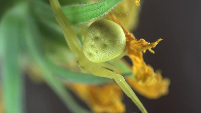 Insect Crab Spider, yellow Misumenoides, sits in flower, macro, outdoors, on green background, animal, meadow, field, forest, garden, Arthropoda, Arachnida, Thomisidae, Misumenoides