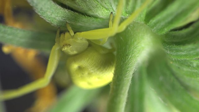 Insect Crab Spider, yellow Misumenoides, sits in flower, macro, outdoors, on green background, animal, meadow, field, forest, garden, Arthropoda, Arachnida, Thomisidae, Misumenoides