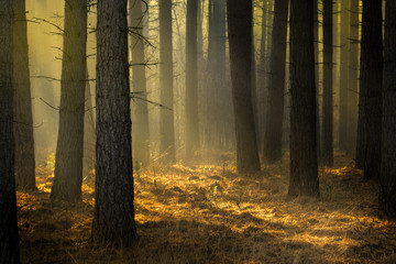 Beautiful golden light on a misty morning in the pine tree forest near the Kalmthoutse Heide in Belgium.