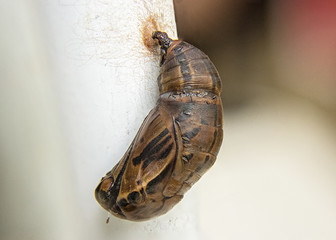 Brown Crysalis