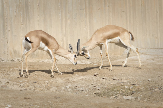Lucha de gacela dorcas macho