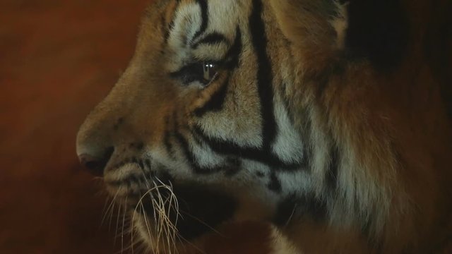 slow motion of siberian tiger looking around and lying down