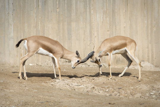 Lucha de gacela dorcas macho