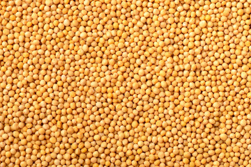 food background of yellow mustard seeds, top view