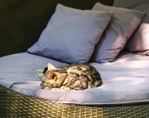 Cat feel relaxed on carpet