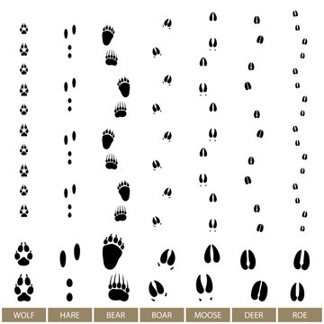 Traces of Forest Animals, Animal Track, Vector Illustration