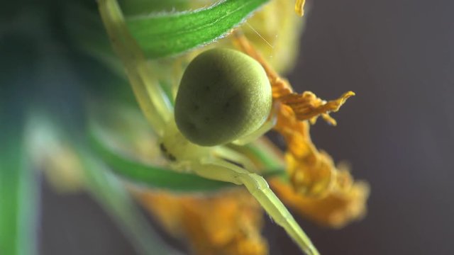 Insect Crab Spider, yellow Misumenoides, sits in flower, macro, outdoors, on green background, animal, meadow, field, forest, garden, Arthropoda, Arachnida, Thomisidae, Misumenoides