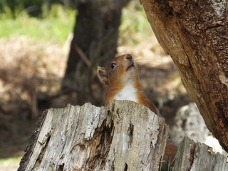 Red squirrel
