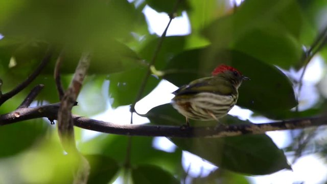 Striped Manakin (Machaeropterus regulus) bird on a tree. Seen from the front. It moves and turn its back to the camera, then, turn around again.