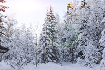 winter forest in the sun. nature. landscape.