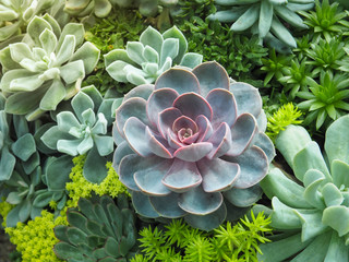 Colorful variety of Crassulaceae or Echeveria growth up in the grass house. Cactus succulent plant