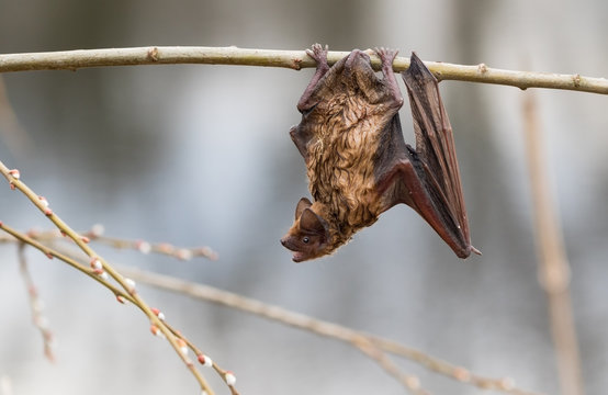 Fledermaus hängt nach Absturz in einem Teich zum trocknen an einem Weidenzeig. Sie stellte sich zu ungeschickt an bei der Jagd nach Insekten an der Wasserobefläche