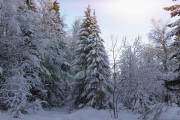 trees in the snow. winter forest. nature