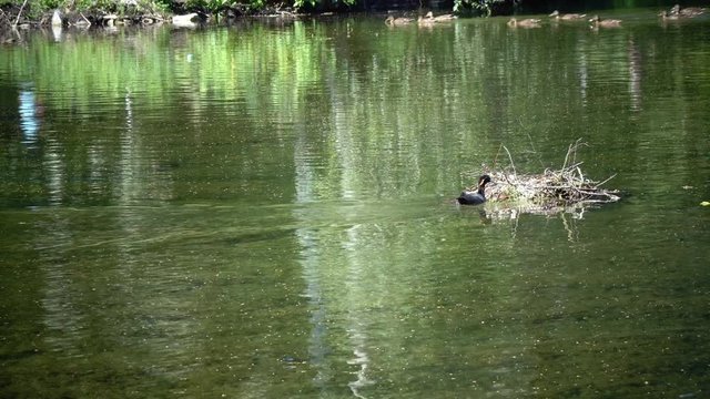 Natatorial birds of Eurasian coot builds nests for the ptets.The Eurasian coot Fulica atra, also known as the common coot, is a member of the rail and crake bird family Rallidae