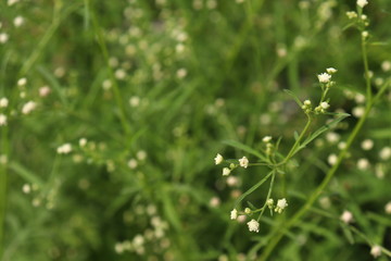 white flower