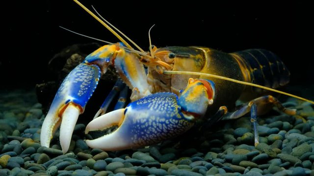 Cherax Destructor volcano in the aquarium