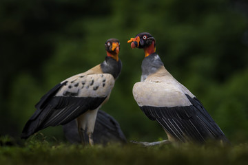 King Vulture - Sarcoramphus papa, beatiful large vulture from Central America forests.