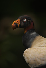 King Vulture - Sarcoramphus papa, beatiful large vulture from Central America forests.