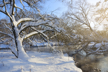 Fototapeta na wymiar Frosty winter landscape.Snow covered trees on the riverbank.River Konchura in Moscow region,Russia. 