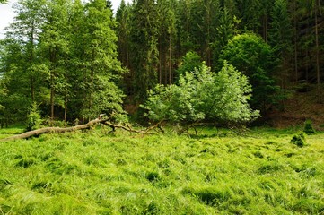 Beautiful green summer meadows with forest and grass