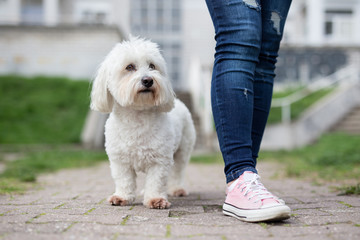 Girl walking with white fluffy dog - obrazy, fototapety, plakaty