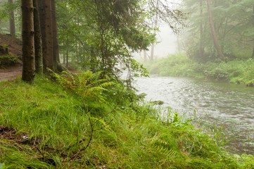 River in rain and fog