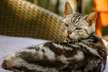 Cat feel relaxed on carpet